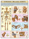 Hp28S | Teachingnest | Synovial Joints (Movable) Chart 70X100 Cm | English | Human Physiology Chart | Synthetic | Wall Sticking 