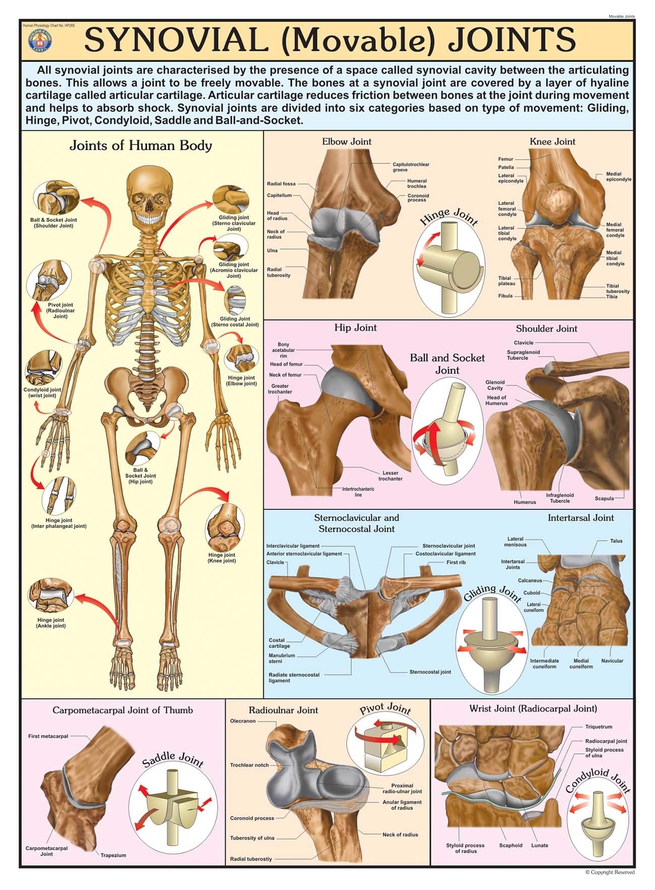 Hp28S | Teachingnest | Synovial Joints (Movable) Chart 70X100 Cm | English | Human Physiology Chart | Synthetic | Wall Sticking 