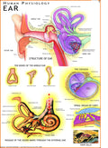 Human Ear Chart | 70x100 cm | Laminated Educational Wall Chart | Human Physiology Poster for Biology, Medical & Anatomy Students