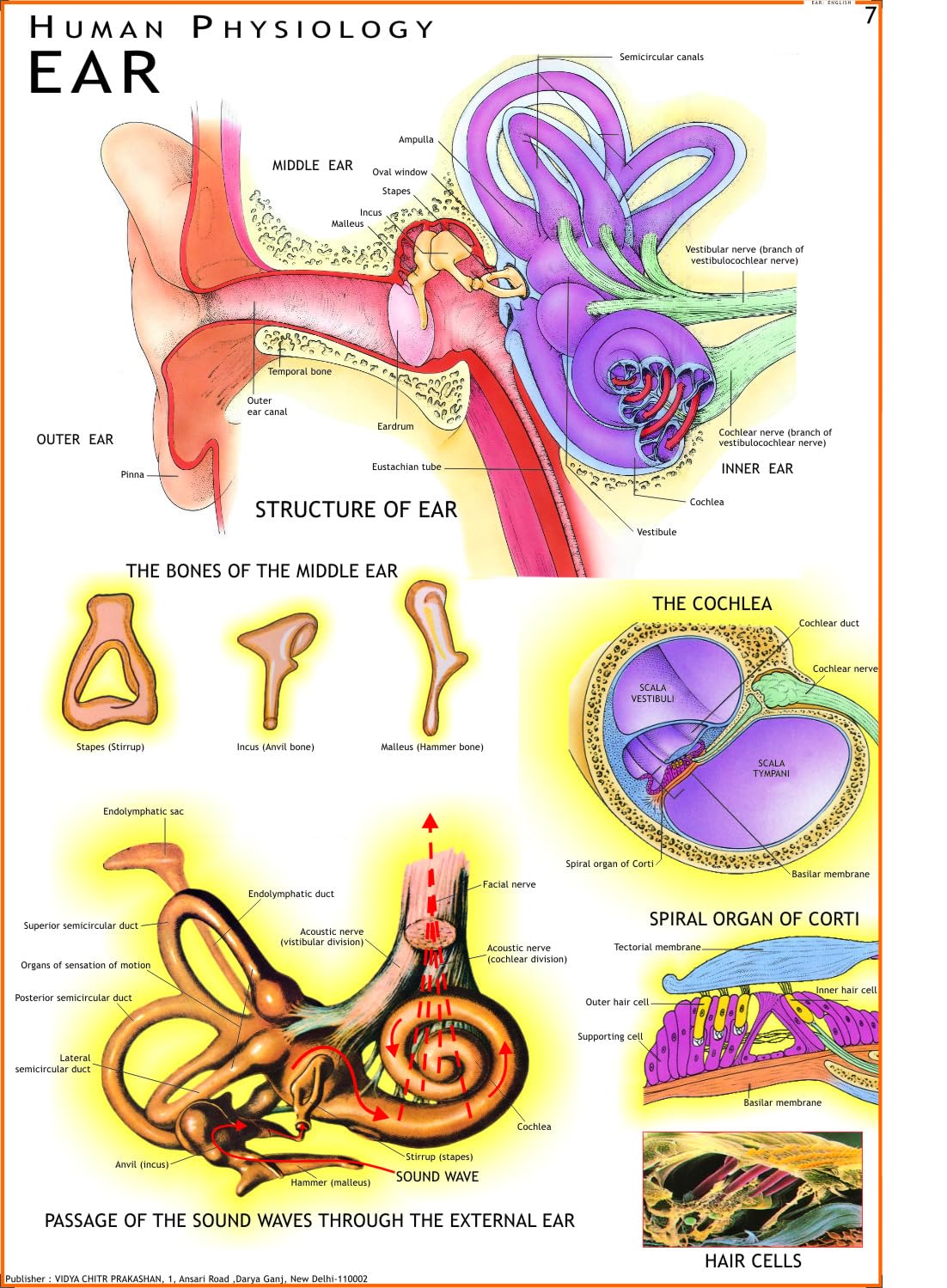 Human Ear Chart | 70x100 cm | Laminated Educational Wall Chart | Human Physiology Poster for Biology, Medical & Anatomy Students