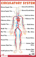 Circulatory System  Thick Laminated Primary Chart