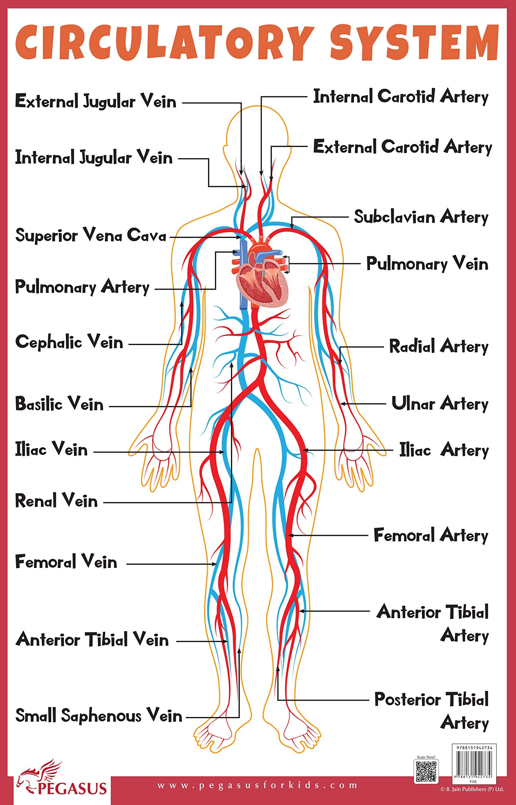 Circulatory System  Thick Laminated Primary Chart