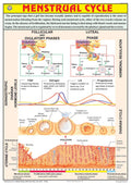 Hp30S | Teachingnest | Menstrual Cycle Chart 70X100 Cm | English | Human Physiology Chart | Synthetic | Wall Sticking [Wall Char