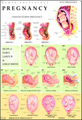 Pregnancy Chart