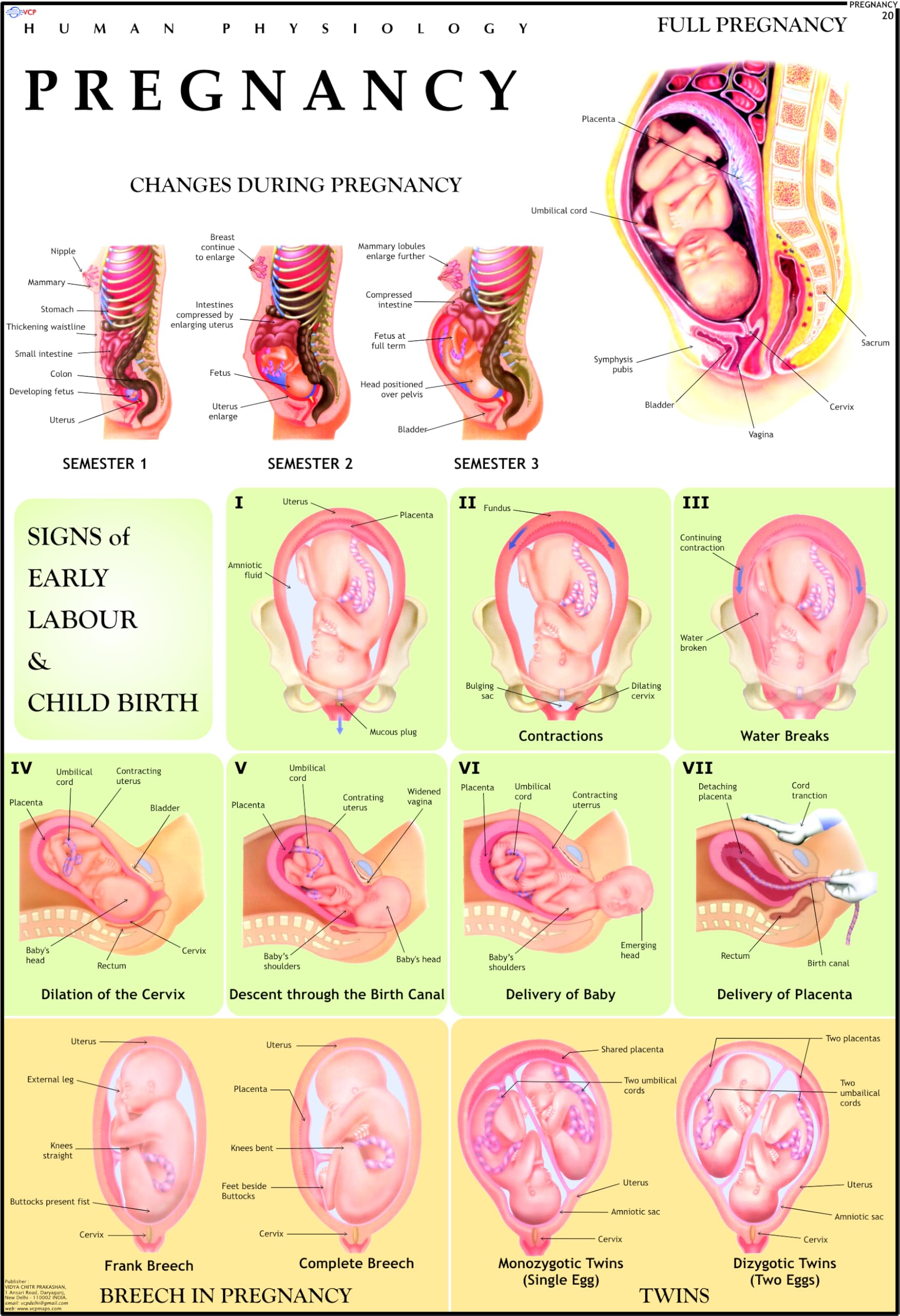 Pregnancy Chart
