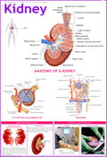 Liver Chart