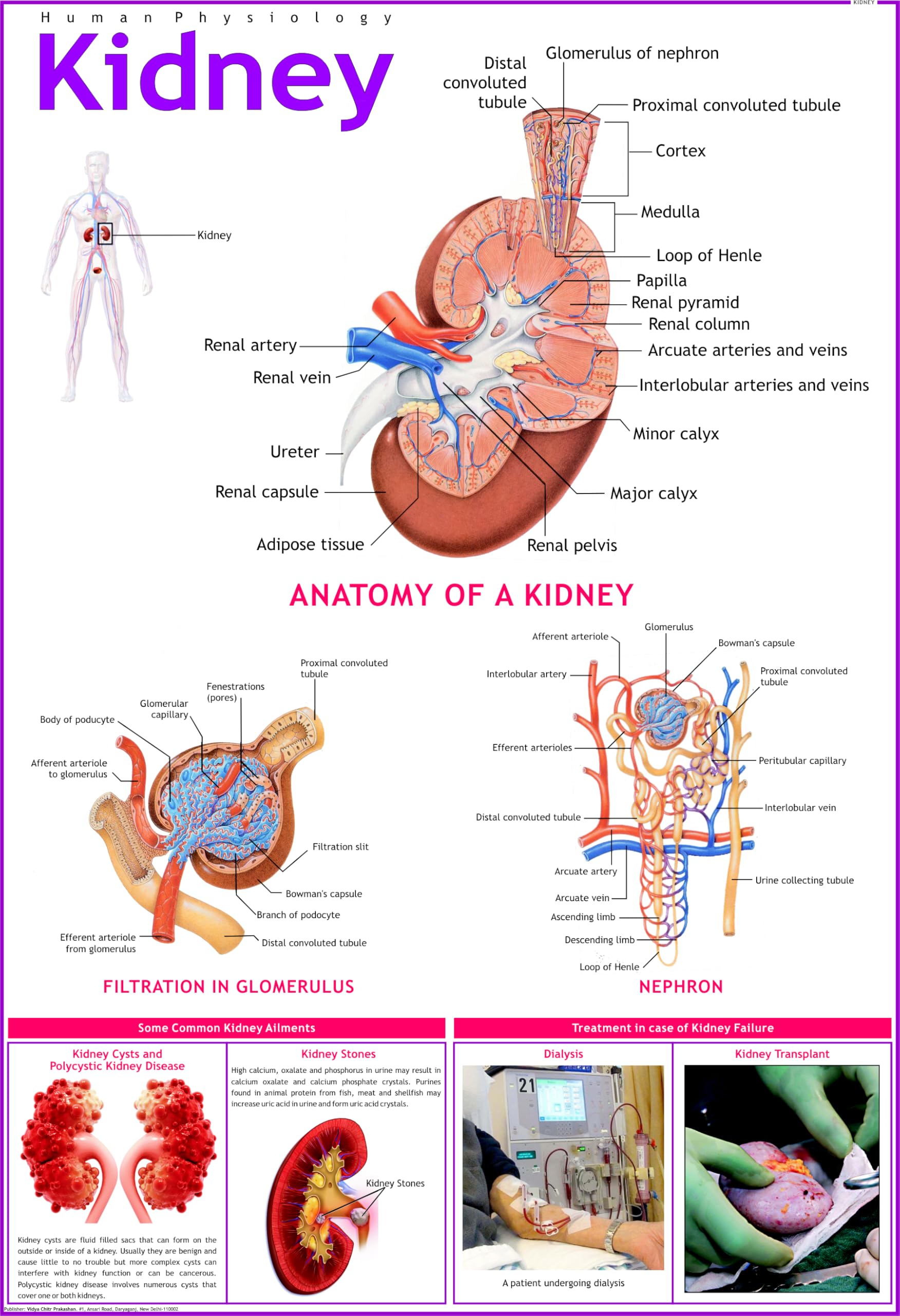 Liver Chart