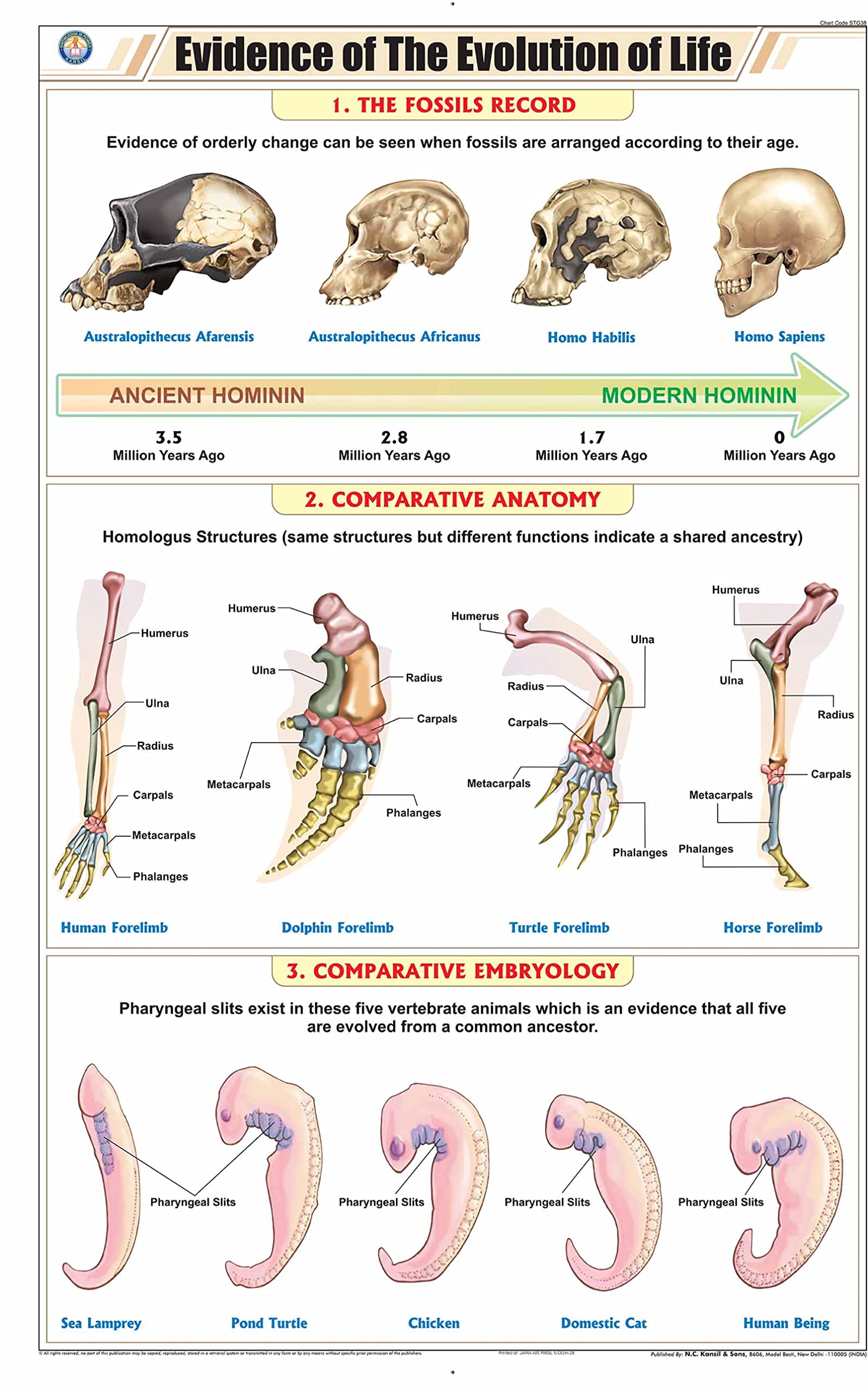 Stg38 | Teachingnest | Evidence Of The Evolution Of Life Chart (58X90 Cm) | English | General Science Charts | With Rollers [Wal