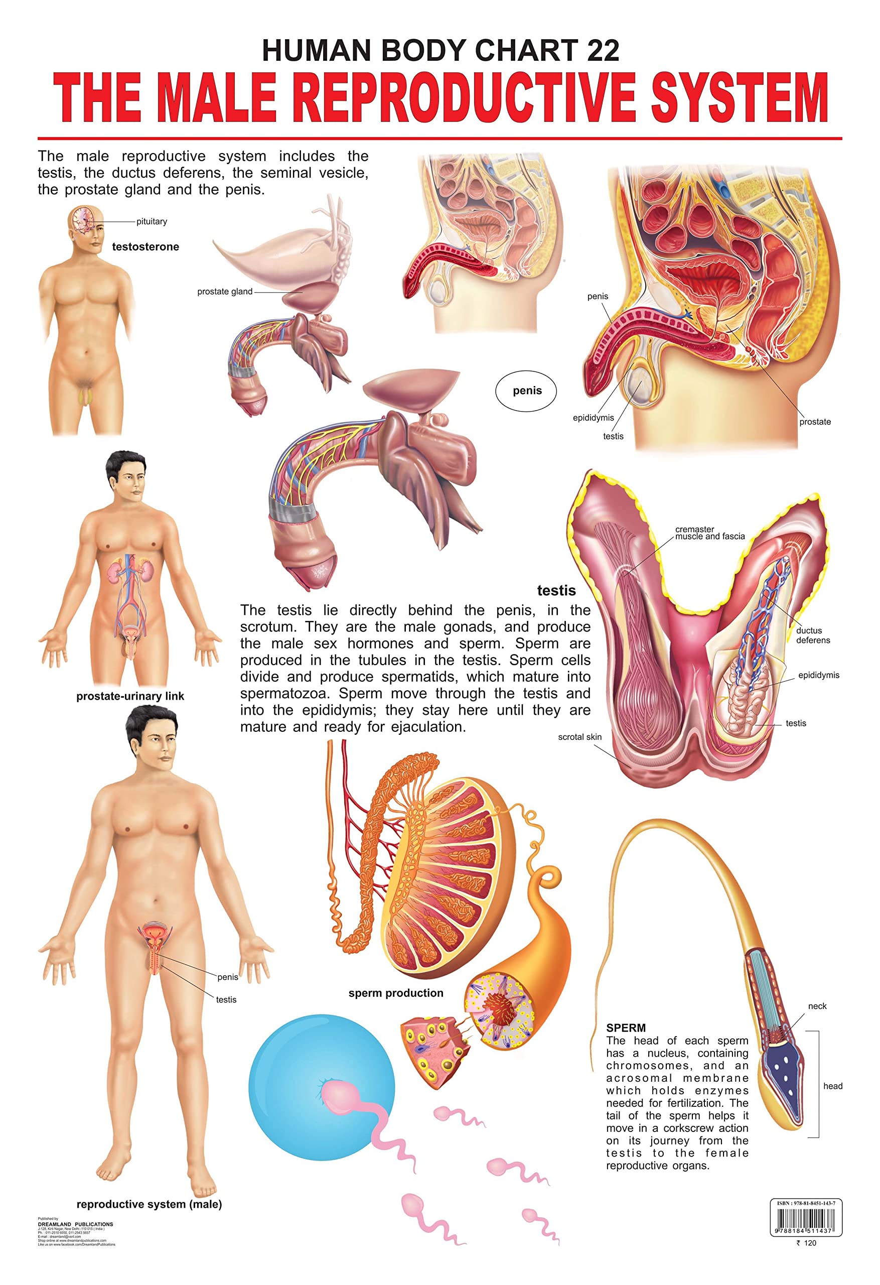 The Male Reproductive System Wall Chart (Human Body Chart)  Both Side Hard Laminated (Size 48 x 73 cm)