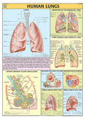 Hp24S | Teachingnest | Human Lungs Chart 70X100 Cm | English | Human Physiology Chart | Synthetic | Wall Sticking [Wall Chart] T
