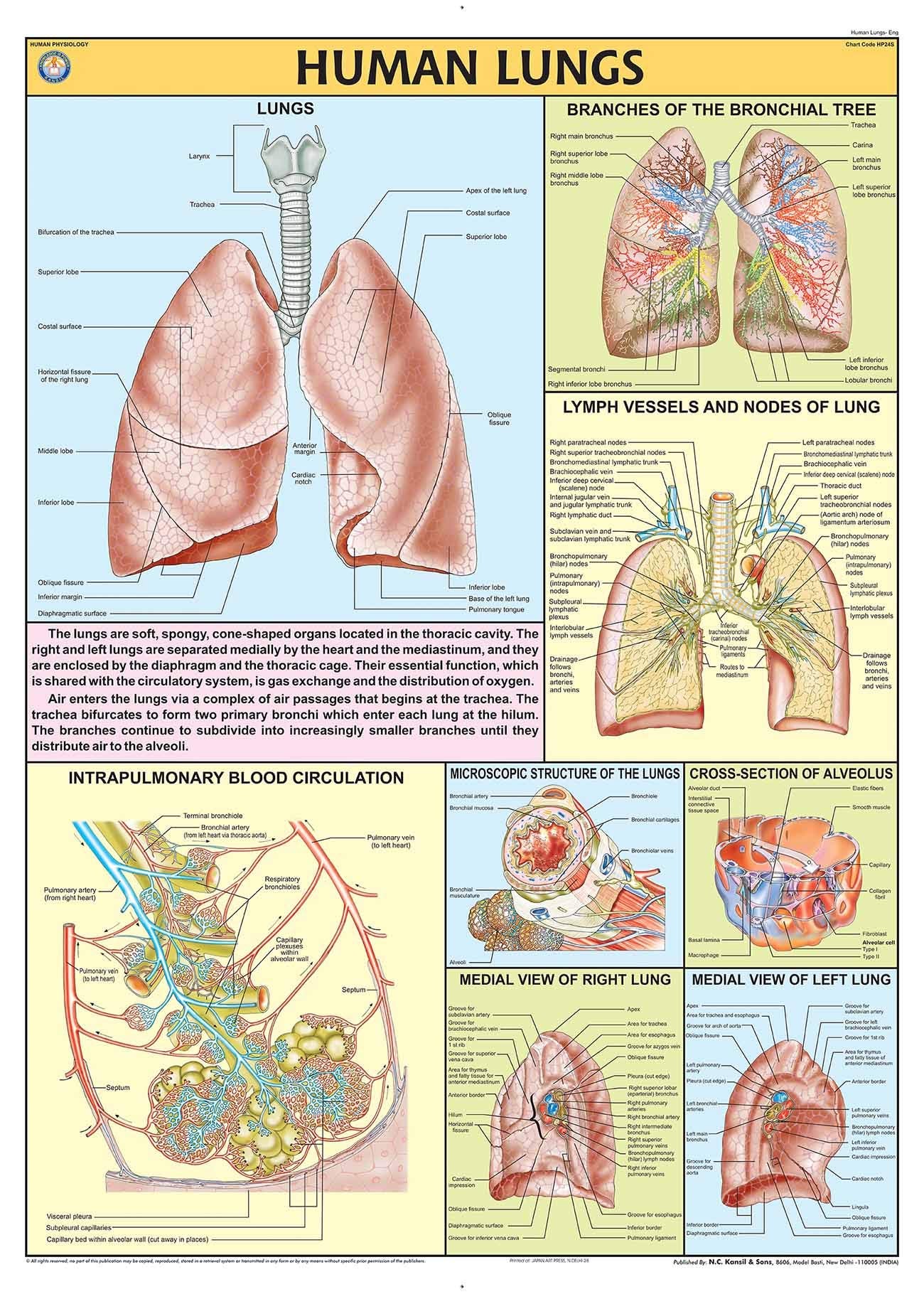 Hp24S | Teachingnest | Human Lungs Chart 70X100 Cm | English | Human Physiology Chart | Synthetic | Wall Sticking [Wall Chart] T