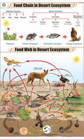 Stg40 | Teachingnest | Food Chain In Desert Ecosystem Chart (58X90 Cm) | English | General Science Charts | With Rollers [Wall C