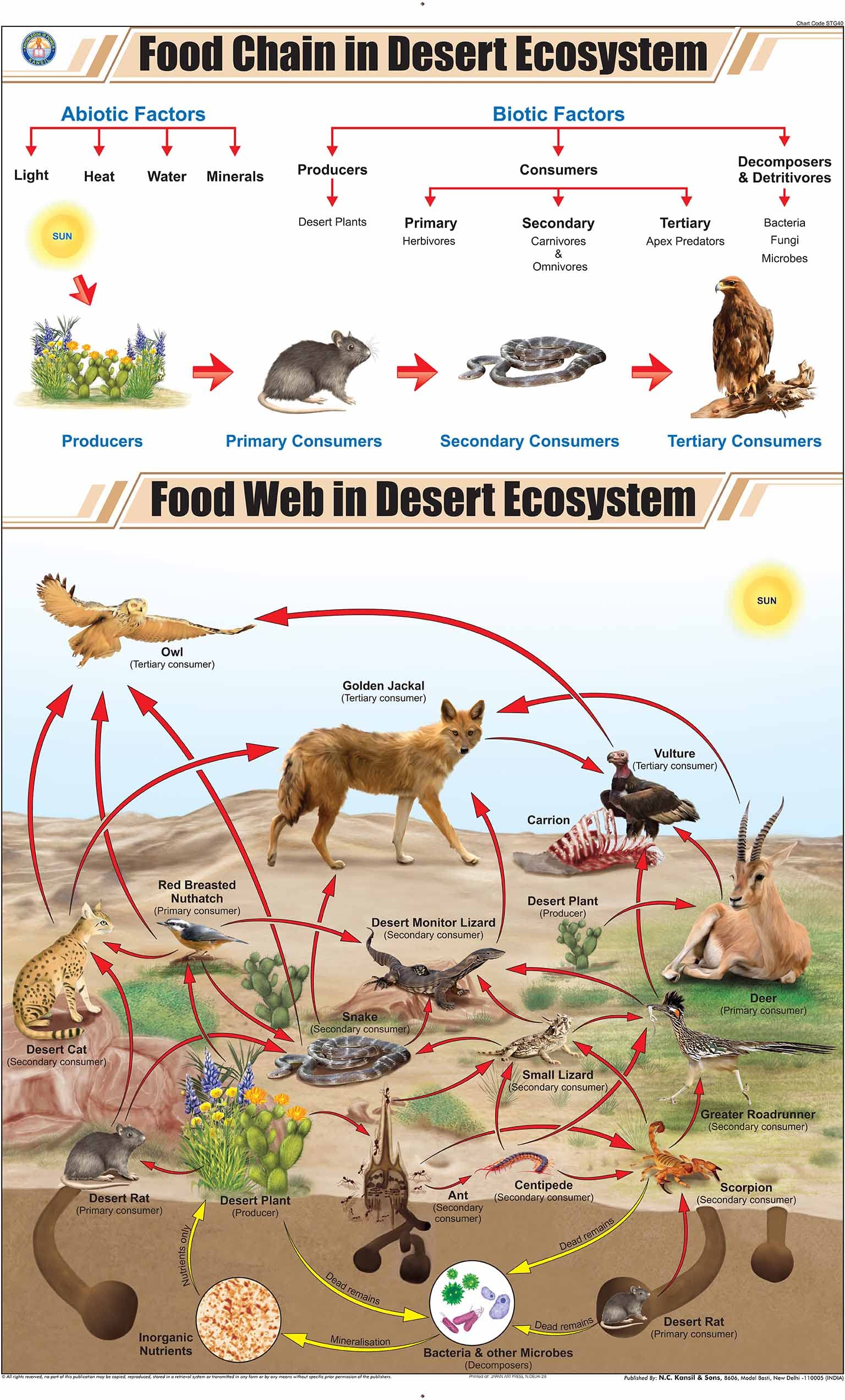 Stg40 | Teachingnest | Food Chain In Desert Ecosystem Chart (58X90 Cm) | English | General Science Charts | With Rollers [Wall C