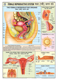 Hpm13 | Teachingnest | Reproductive System (Female) Chart 70X100 Cm | English & Hindi Combined | Human Physiology Chart | Lamina