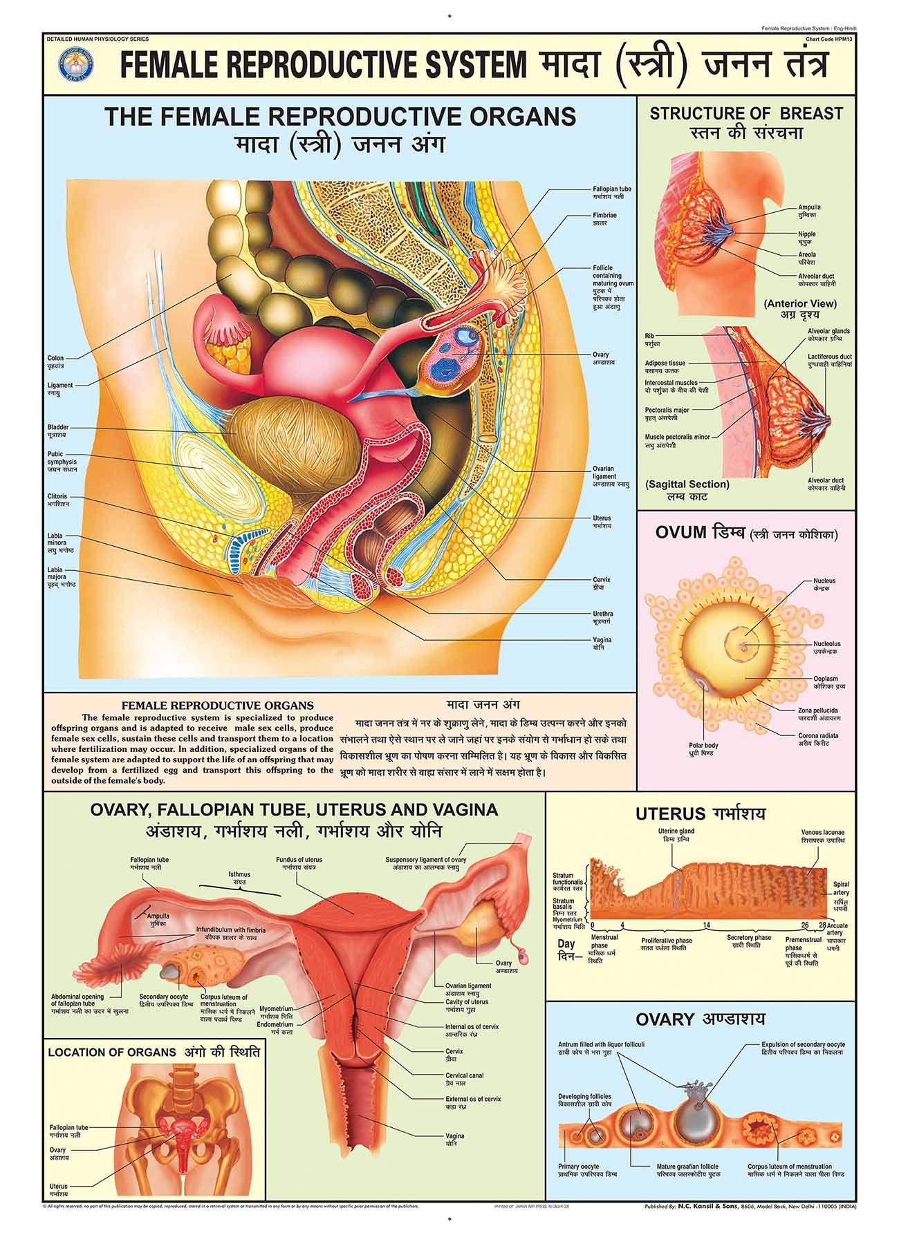 Hpm13 | Teachingnest | Reproductive System (Female) Chart 70X100 Cm | English & Hindi Combined | Human Physiology Chart | Lamina
