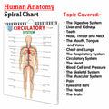 All in one Human Anatomy Chart : visual learning human body chart, full body organs chart, child education anatomy chart, basic