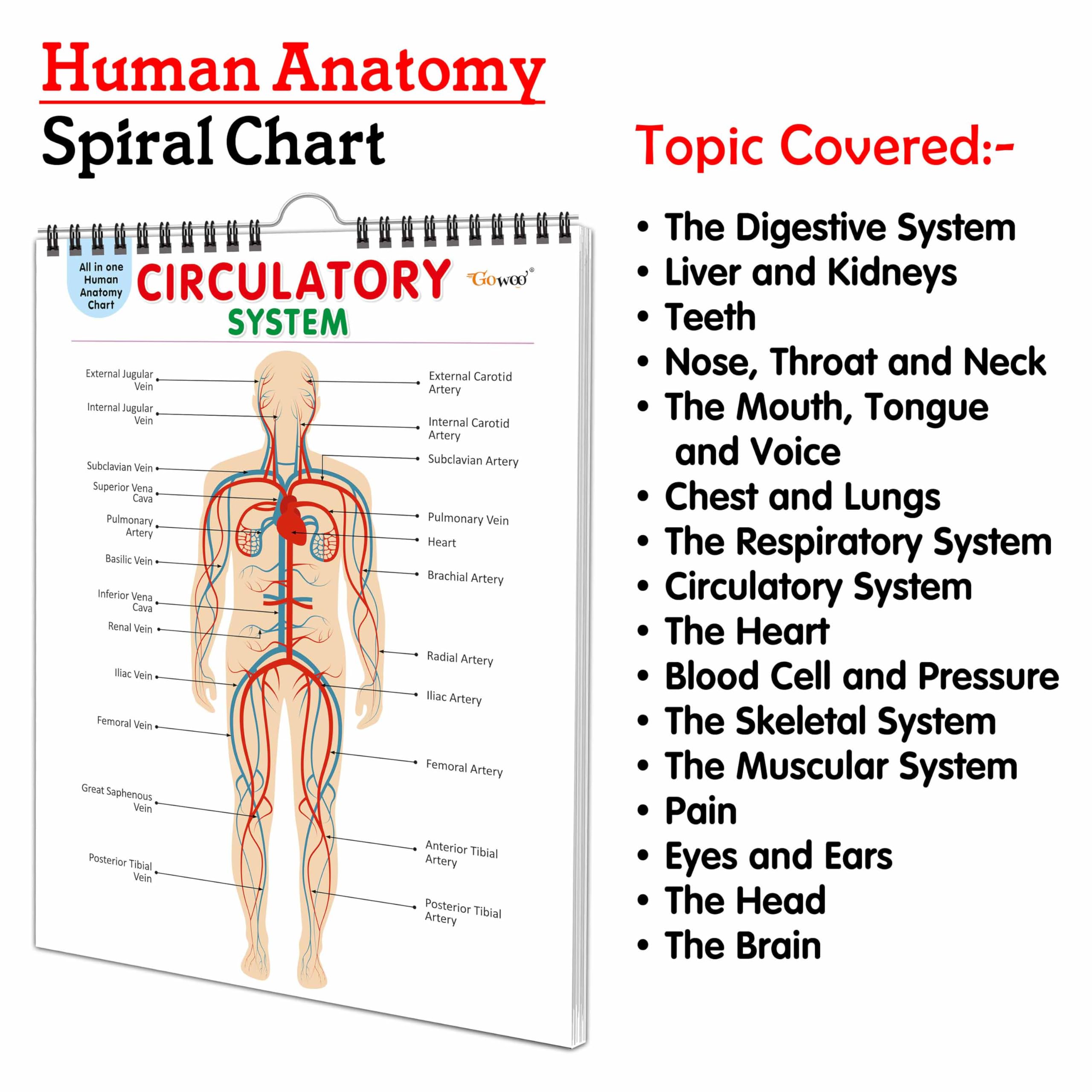 All in one Human Anatomy Chart : visual learning human body chart, full body organs chart, child education anatomy chart, basic