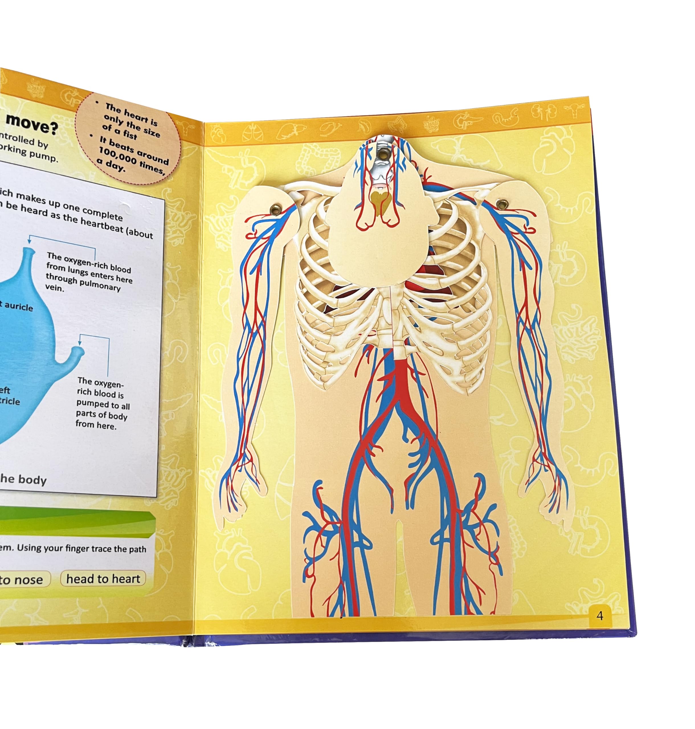 VISHV BOOKS | CONCEPT POPUP | HOW DO HEART AND LUNGS KEEP THE BODY ACTIVE?