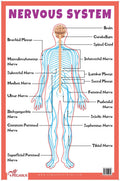 Nervous System  Thick Laminated Primary Chart