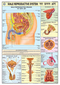 Hpm12 | Teachingnest | Reproductive System (Male) Chart 70X100 Cm | English & Hindi Combined | Human Physiology Chart | Laminate