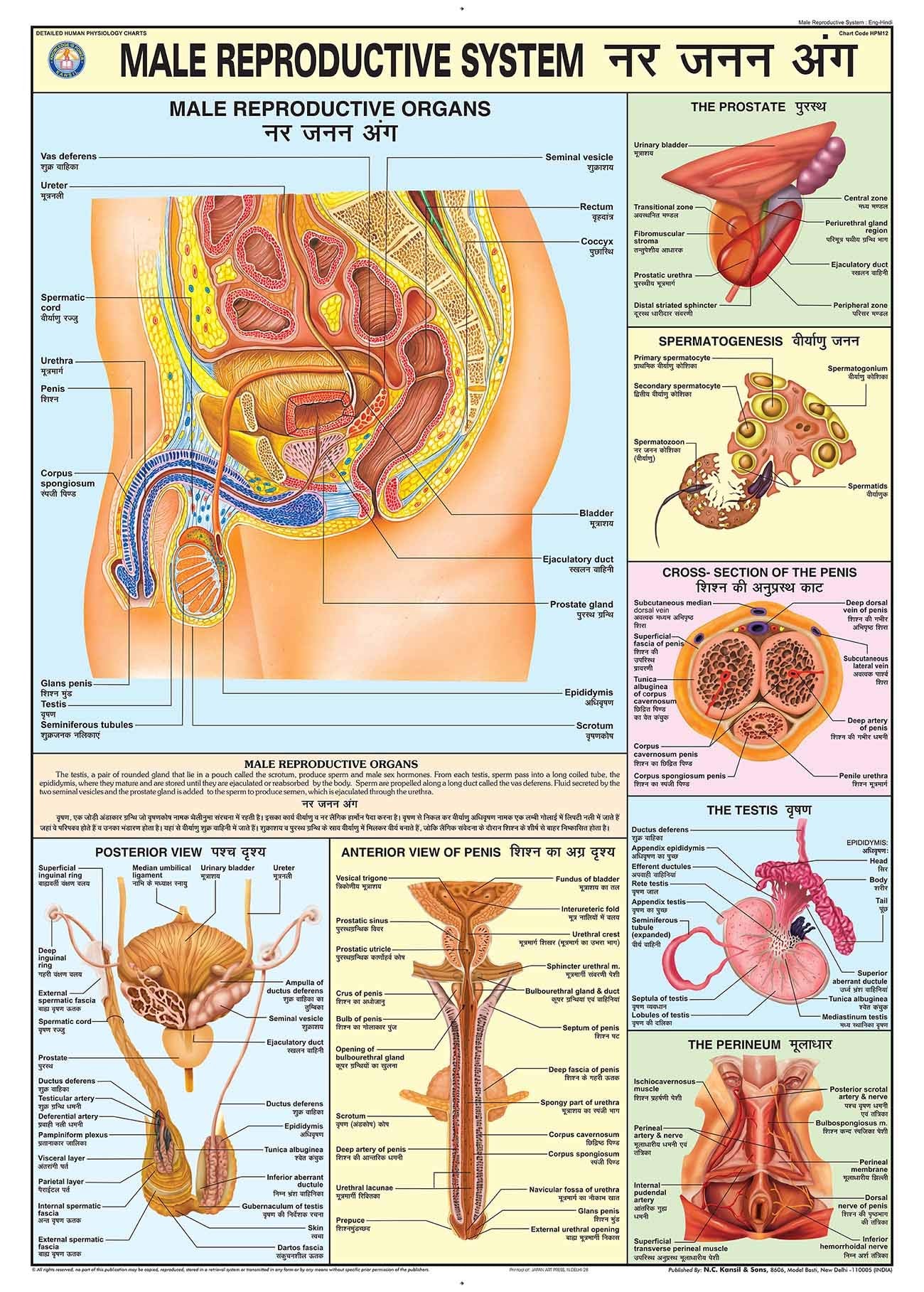 Hpm12 | Teachingnest | Reproductive System (Male) Chart 70X100 Cm | English & Hindi Combined | Human Physiology Chart | Laminate