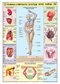 Hpm15 | Teachingnest | Lymphatic System Chart 70X100 Cm | English & Hindi Combined | Human Physiology Chart | Laminated | Wall S