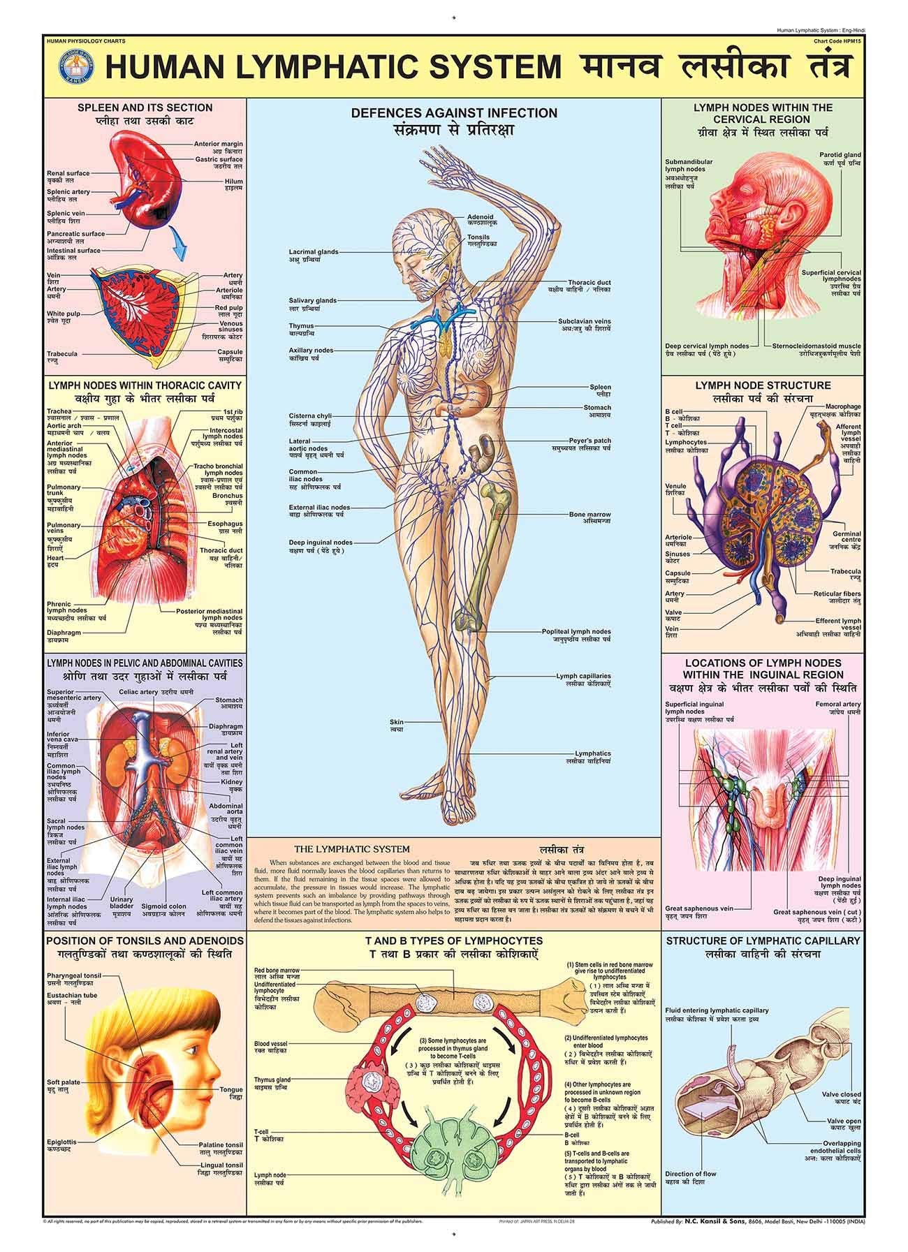 Hpm15 | Teachingnest | Lymphatic System Chart 70X100 Cm | English & Hindi Combined | Human Physiology Chart | Laminated | Wall S