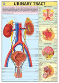 Hp20S | Teachingnest | Urinary Tract Chart 70X100 Cm | English | Human Physiology Chart | Synthetic | Wall Sticking [Wall Chart]