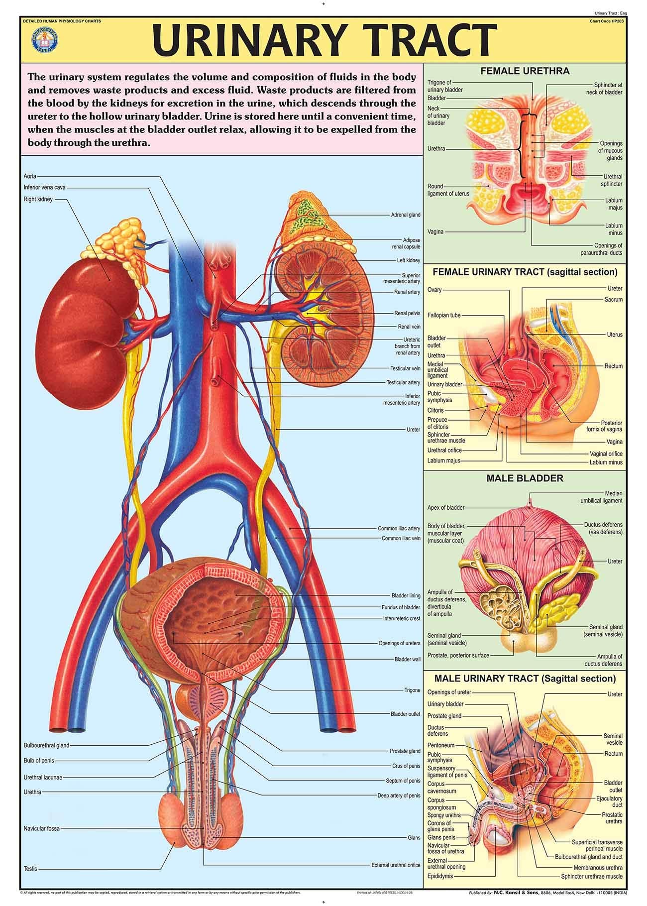 Hp20S | Teachingnest | Urinary Tract Chart 70X100 Cm | English | Human Physiology Chart | Synthetic | Wall Sticking [Wall Chart]