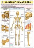 Hp25S | Teachingnest | Joints Of Human Body Chart 70X100 Cm | English | Human Physiology Chart | Synthetic | Wall Sticking [Wall