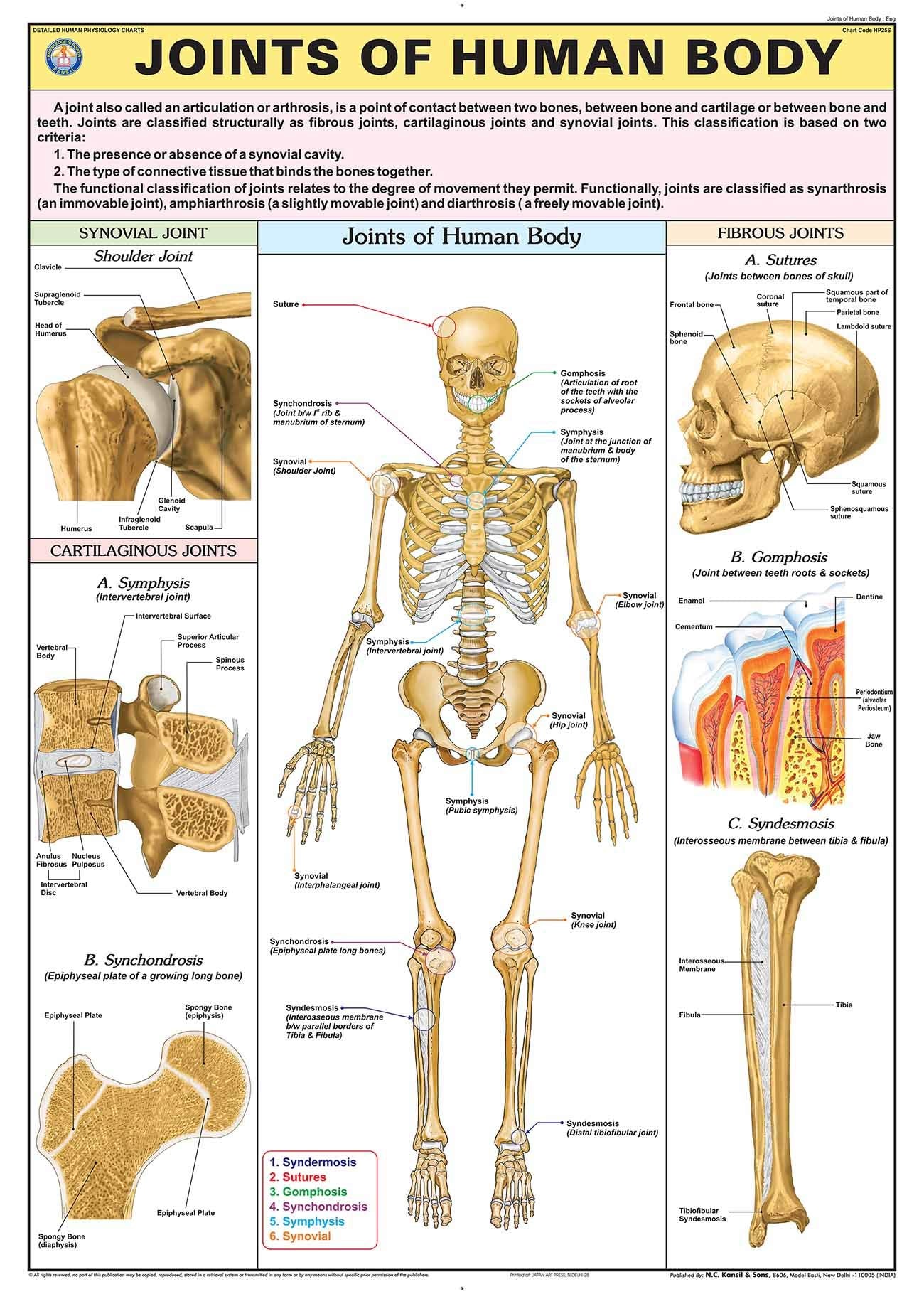 Hp25S | Teachingnest | Joints Of Human Body Chart 70X100 Cm | English | Human Physiology Chart | Synthetic | Wall Sticking [Wall