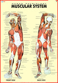 Human Muscular System Chart | 70 x 100 cm | Laminated Educational Wall Chart | Human Physiology Poster for Biology, Medical & An