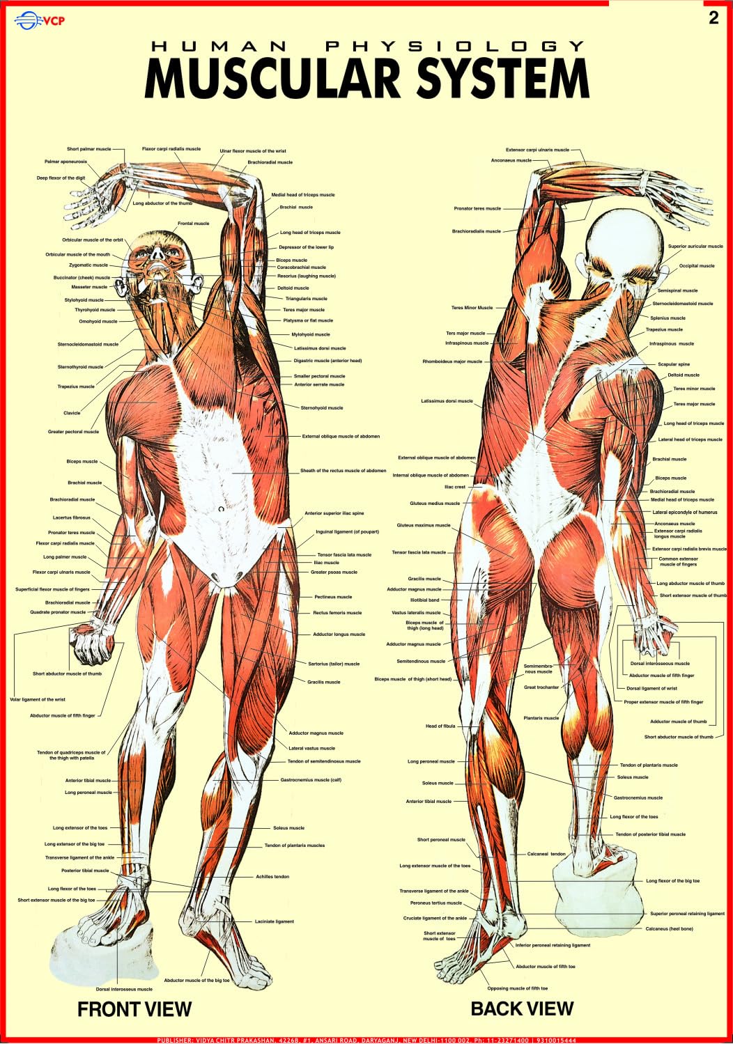 Human Muscular System Chart | 70 x 100 cm | Laminated Educational Wall Chart | Human Physiology Poster for Biology, Medical & An