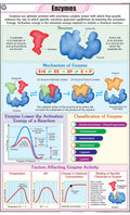 Stg35 | Teachingnest | Enzymes Chart (58X90 Cm) | English | General Science Charts | With Rollers [Wall Chart] General Science C