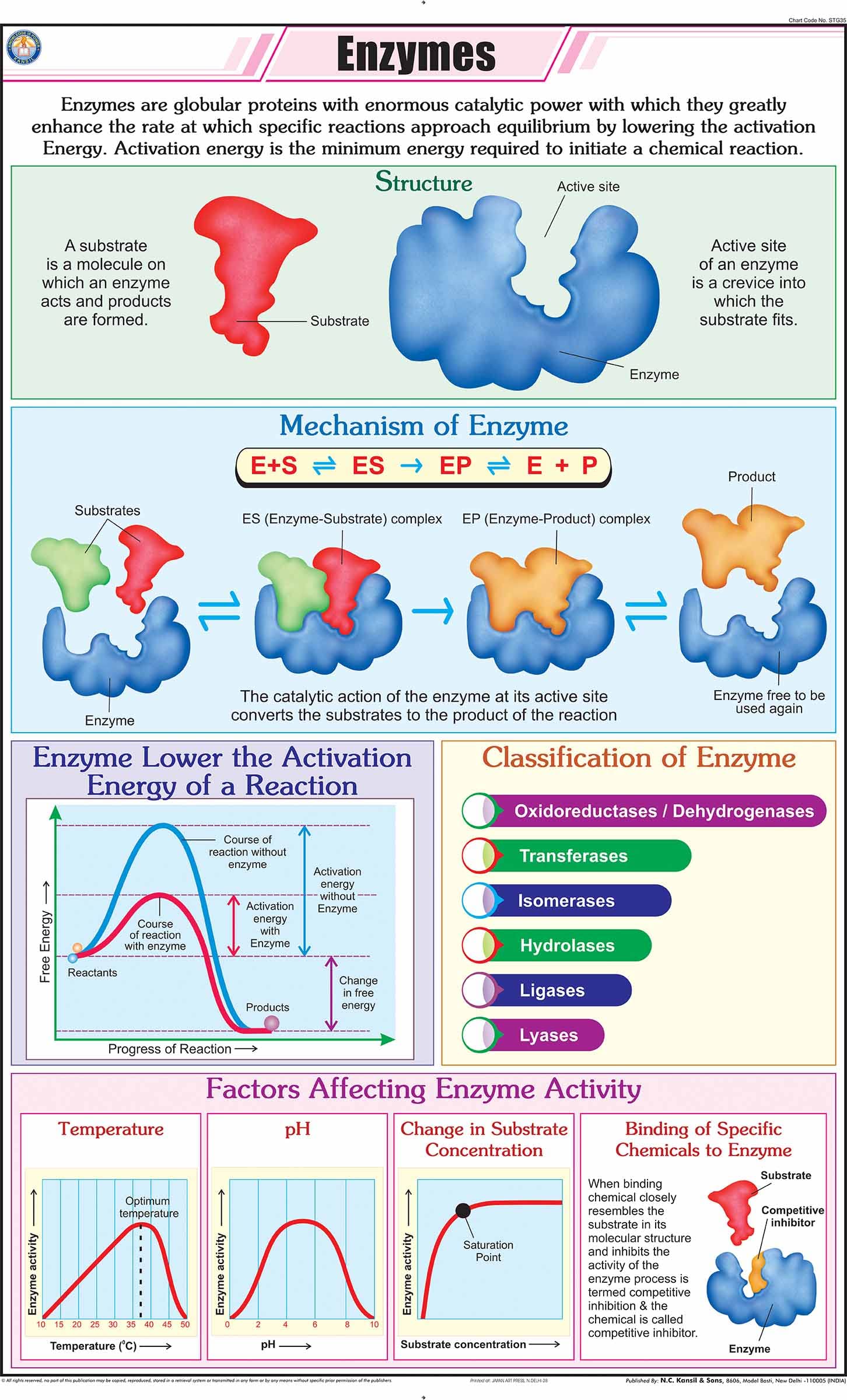 Stg35 | Teachingnest | Enzymes Chart (58X90 Cm) | English | General Science Charts | With Rollers [Wall Chart] General Science C