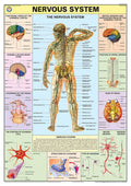 Hp04S | Teachingnest | Nervous System Chart 70X100 Cm | English | Human Physiology Chart | Synthetic | Wall Sticking [Wall Chart