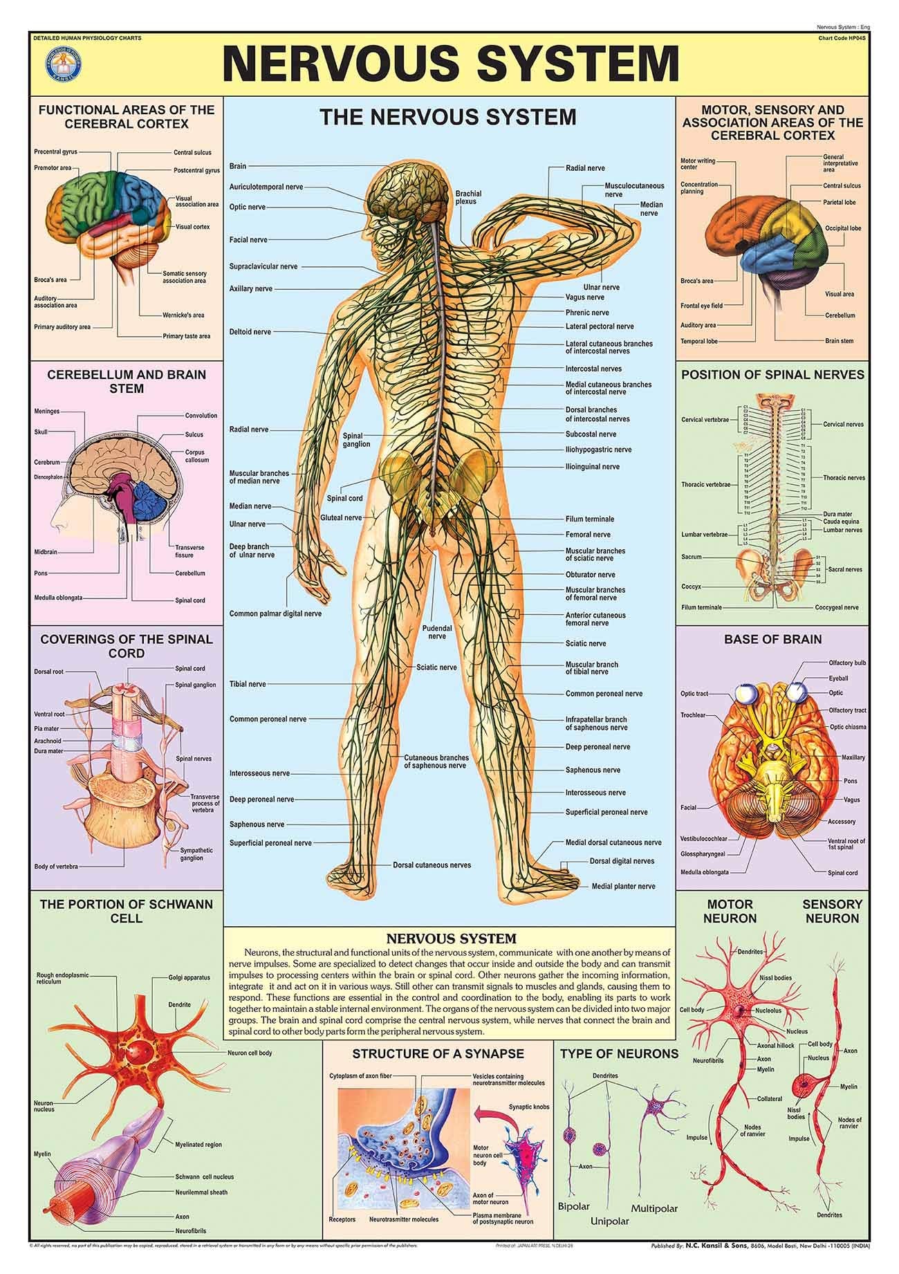 Hp04S | Teachingnest | Nervous System Chart 70X100 Cm | English | Human Physiology Chart | Synthetic | Wall Sticking [Wall Chart