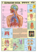 Hpm09 | Teachingnest | Respiratory System Chart 70X100 Cm | English & Hindi Combined | Human Physiology Chart | Laminated | Wall