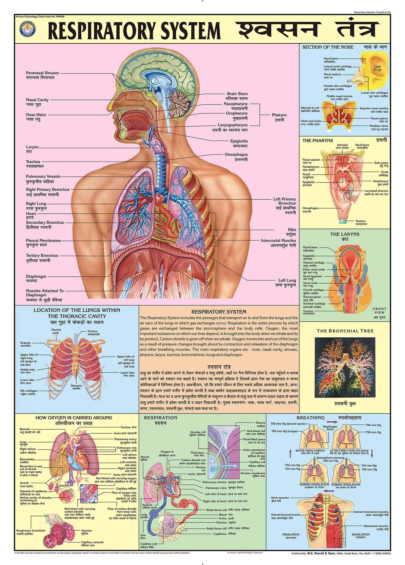 Hpm09 | Teachingnest | Respiratory System Chart 70X100 Cm | English & Hindi Combined | Human Physiology Chart | Laminated | Wall