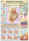 Hp18S | Teachingnest | Pregnancy & Birth Chart 70X100 Cm | English | Human Physiology Chart | Synthetic | Wall Sticking [Wall Ch
