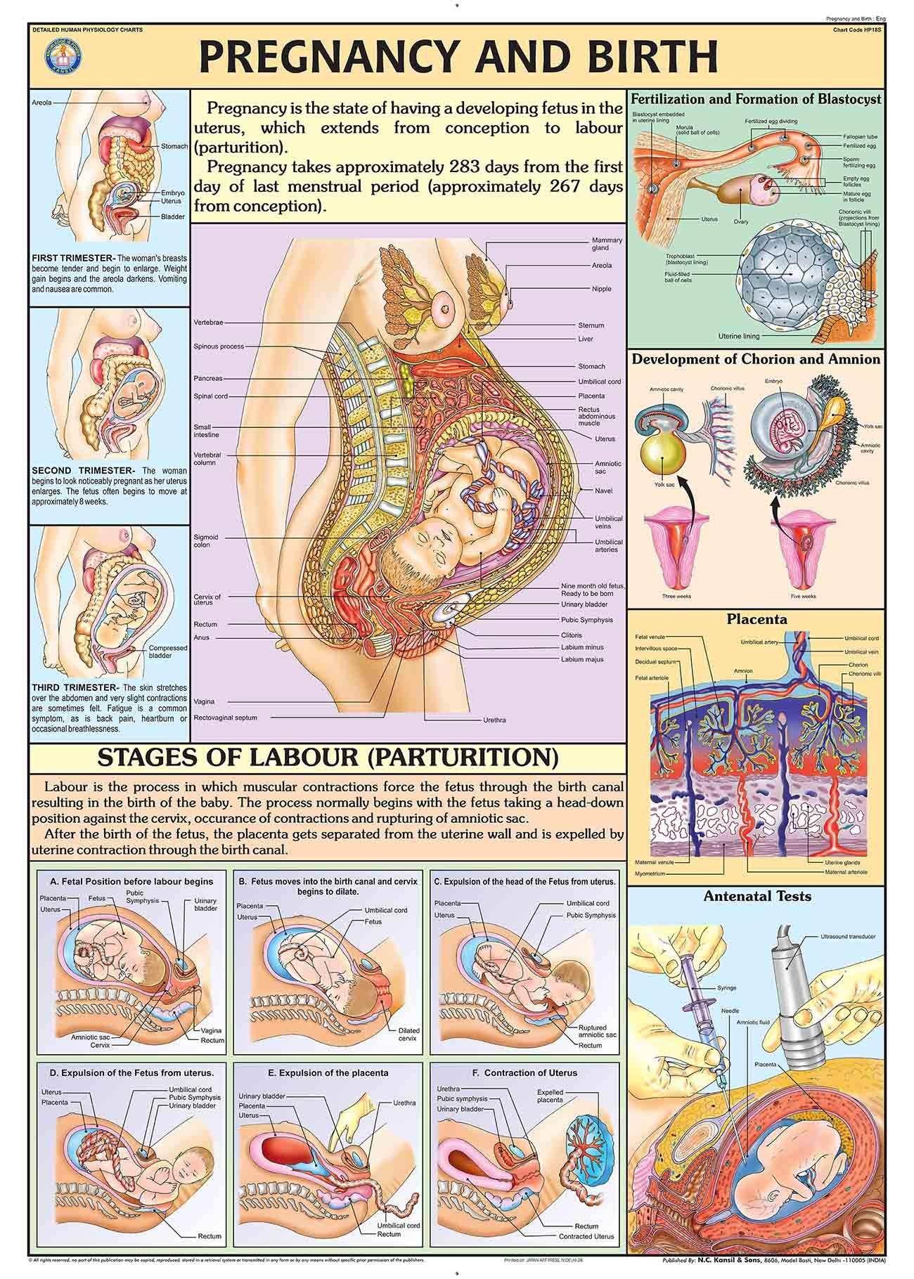 Hp18S | Teachingnest | Pregnancy & Birth Chart 70X100 Cm | English | Human Physiology Chart | Synthetic | Wall Sticking [Wall Ch