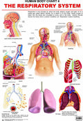 Respiratory System Laminated Educational Wall Chart | Kids Learning Poster | Colourful Illustrations, BothSide Laminated, Tear