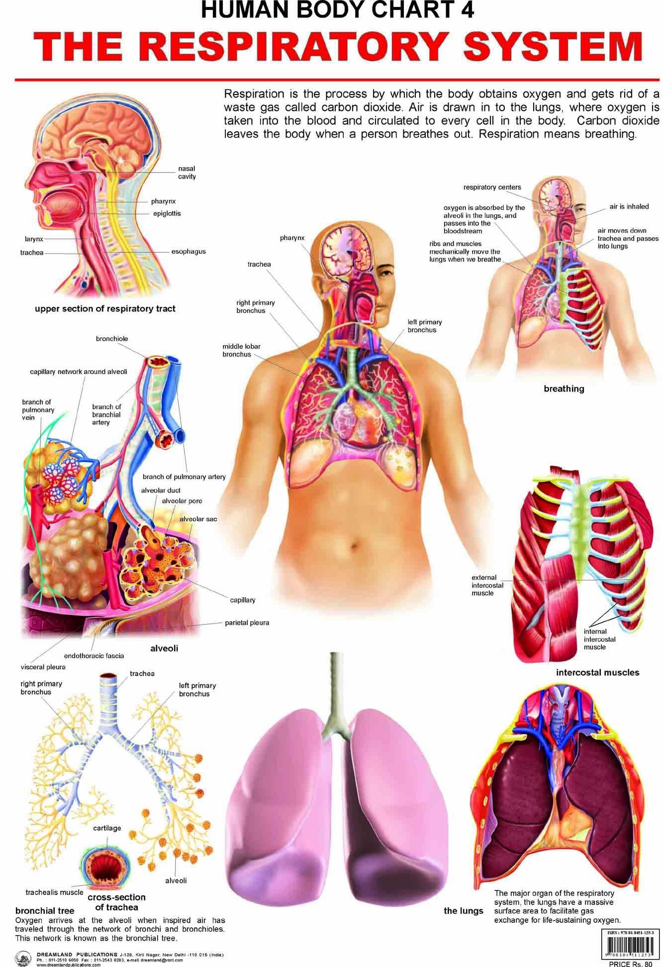 Respiratory System Laminated Educational Wall Chart | Kids Learning Poster | Colourful Illustrations, BothSide Laminated, Tear