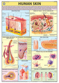 Hp27S | Teachingnest | Human Skin Chart 70X100 Cm | English | Human Physiology Chart | Synthetic | Wall Sticking [Wall Chart] Te