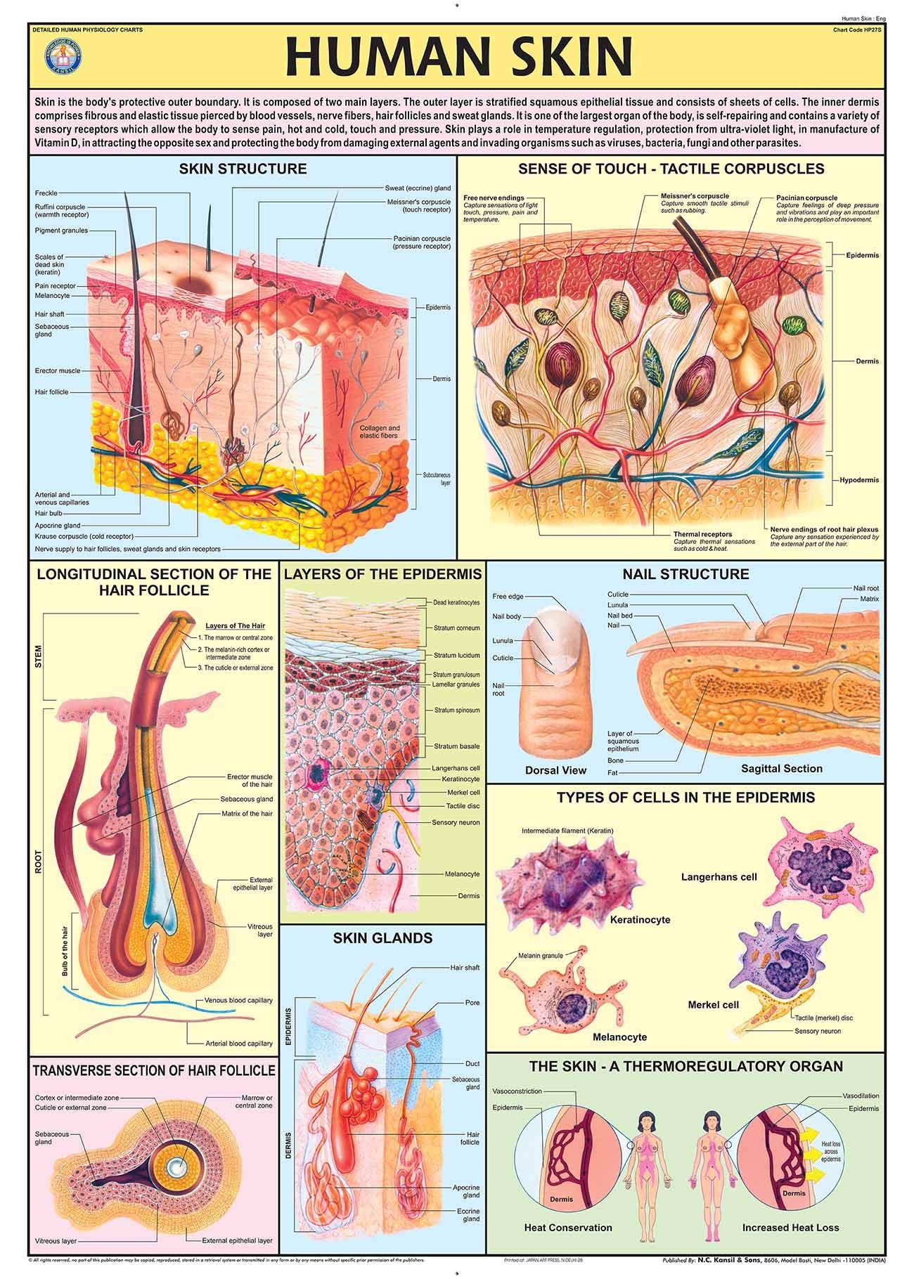 Hp27S | Teachingnest | Human Skin Chart 70X100 Cm | English | Human Physiology Chart | Synthetic | Wall Sticking [Wall Chart] Te