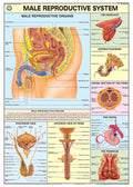 Hp12S | Teachingnest | Reproductive System (Male) Chart 70X100 Cm | English | Human Physiology Chart | Synthetic | Wall Sticking