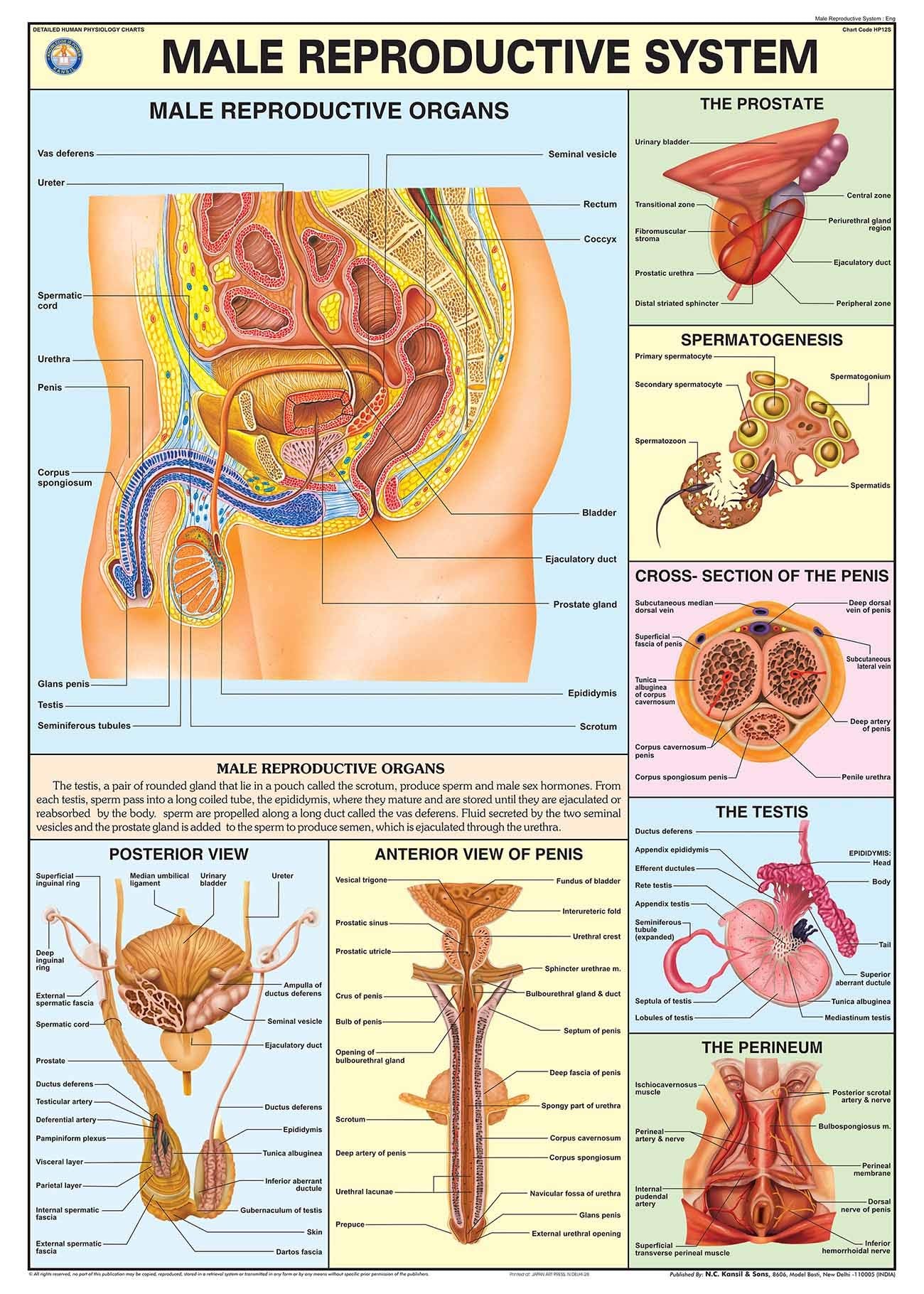 Hp12S | Teachingnest | Reproductive System (Male) Chart 70X100 Cm | English | Human Physiology Chart | Synthetic | Wall Sticking