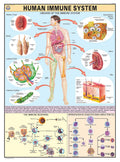Hp26S | Teachingnest | Human Immune System Chart 70X100 Cm | English | Human Physiology Chart | Synthetic | Wall Sticking [Wall 