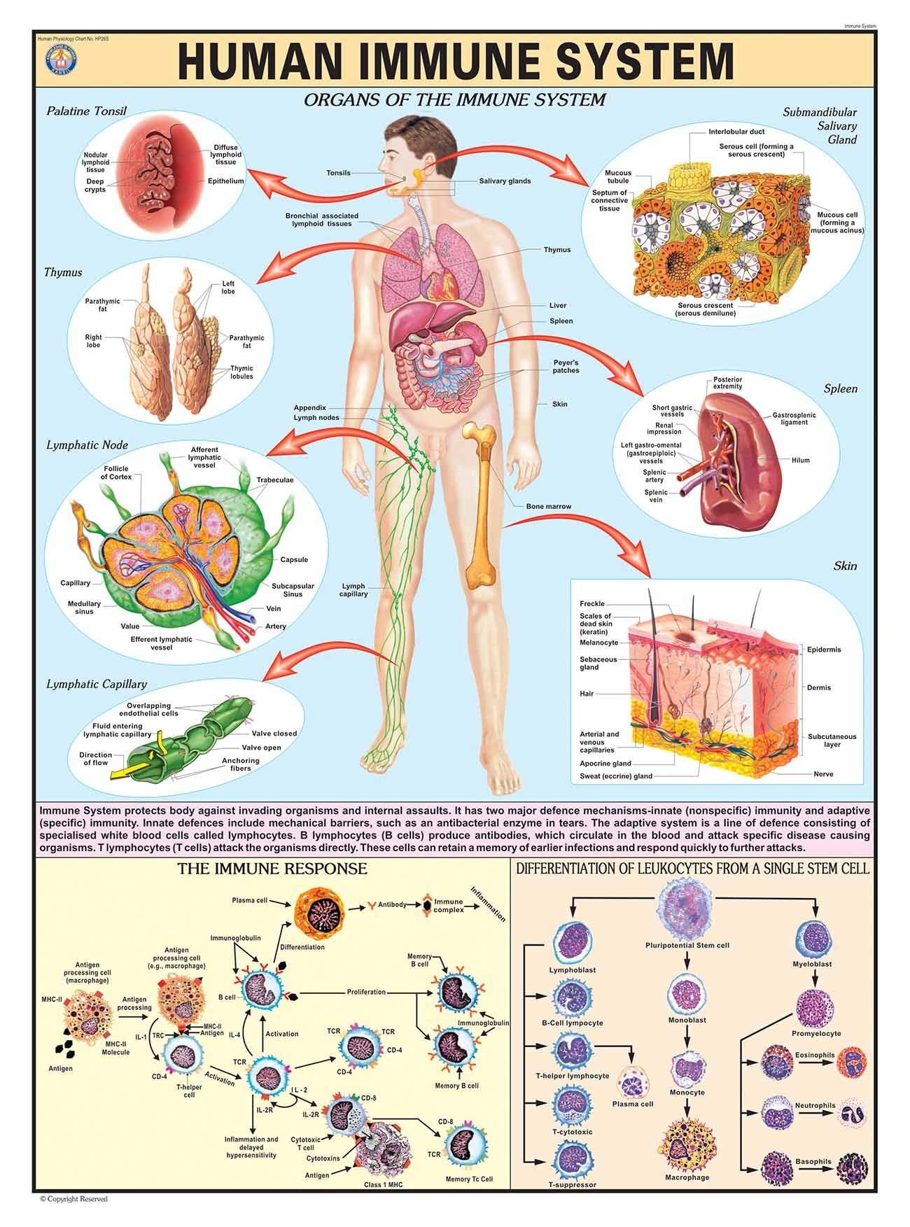 Hp26S | Teachingnest | Human Immune System Chart 70X100 Cm | English | Human Physiology Chart | Synthetic | Wall Sticking [Wall 