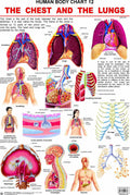 The Chest & the Lungs Laminated Educational Wall Chart | Kids Learning Poster | Colourful Illustrations, BothSide Laminated, Te